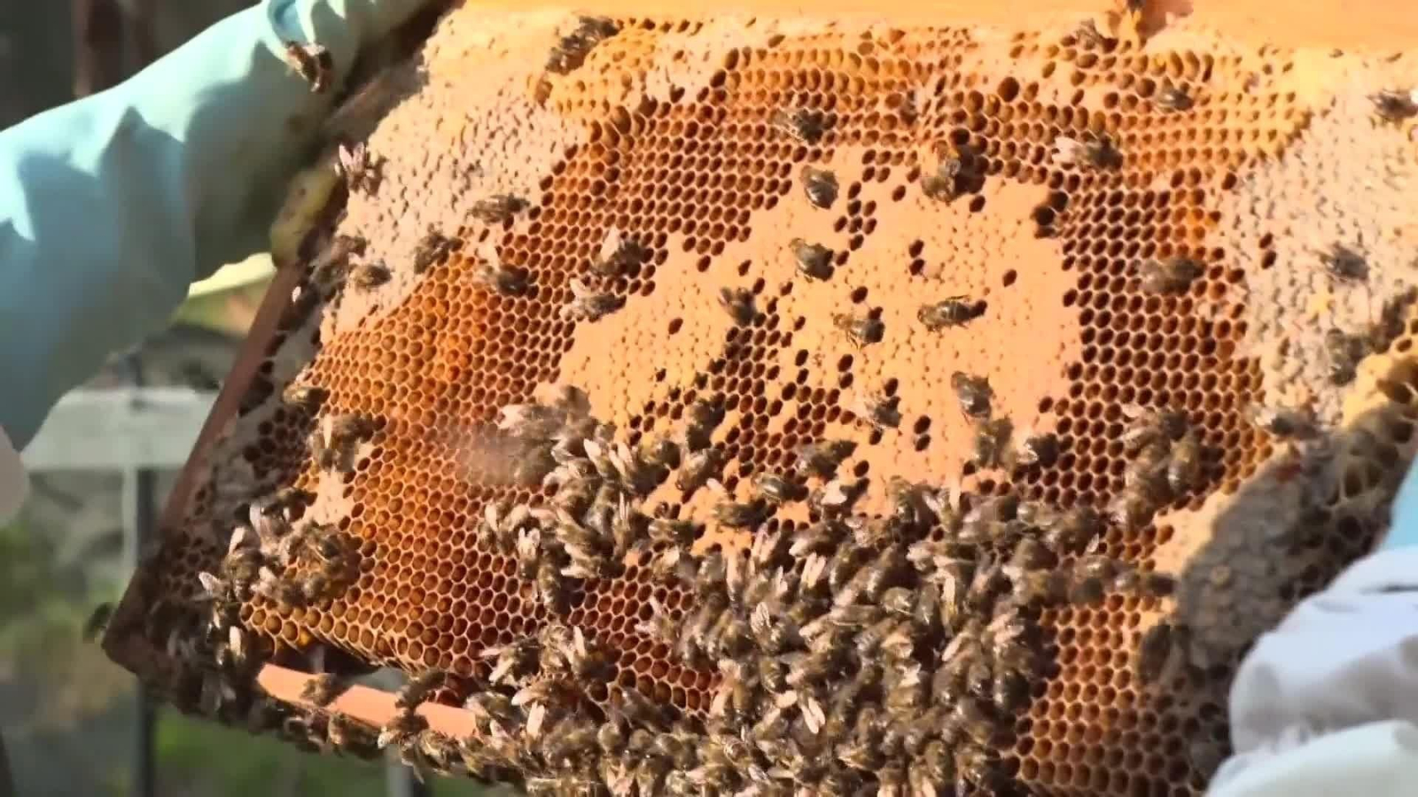 web campaña velutinas **SIN HACER**SIN HACER**SIN HACER**