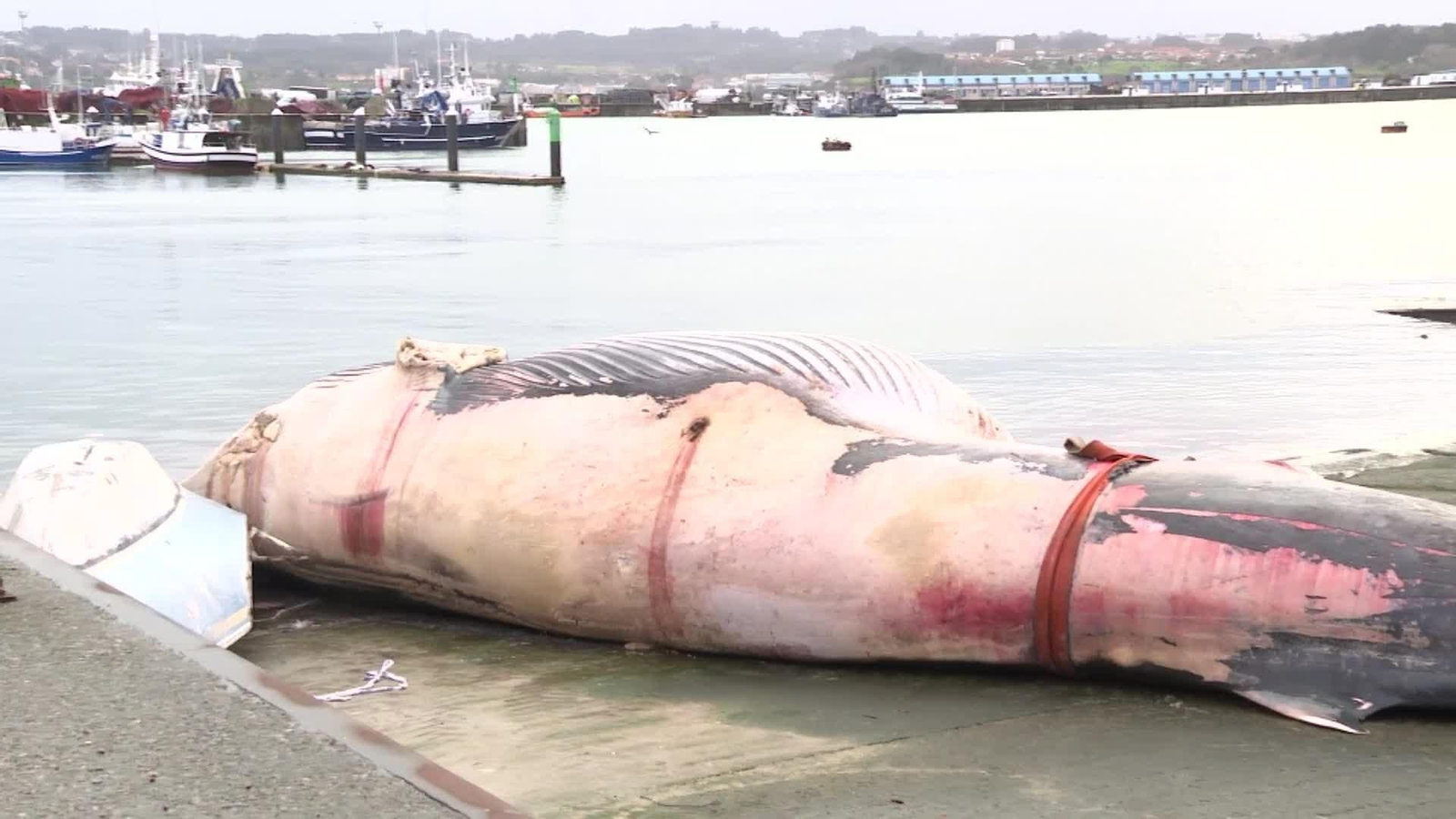 web ballena coruña ok