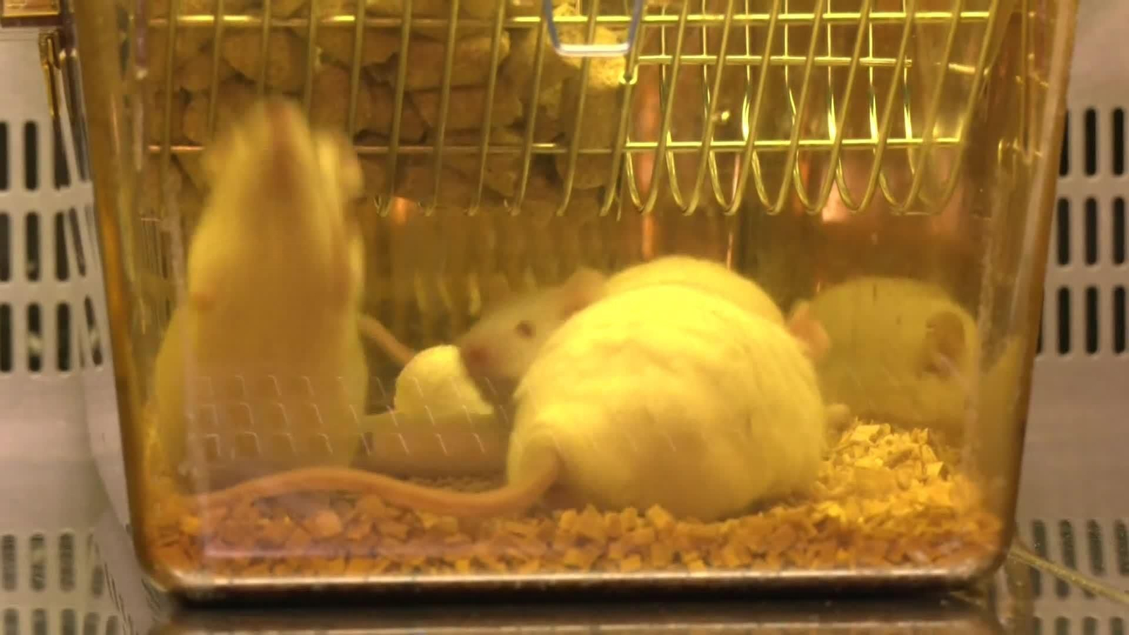 web terapia cancer de pancreas