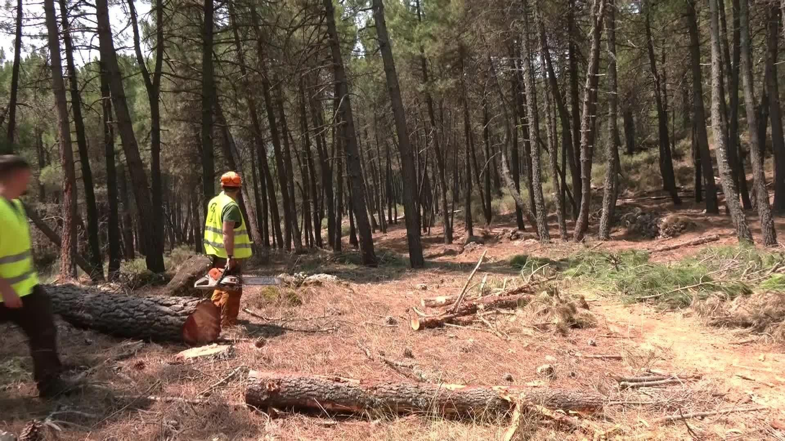 J054-JAEN MOTOSIERRA CONTRA INCENDIOS