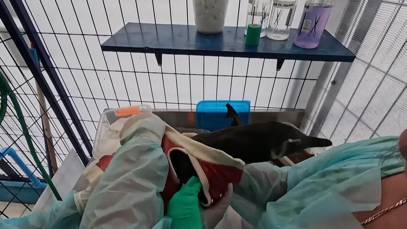 va chile pinguinos