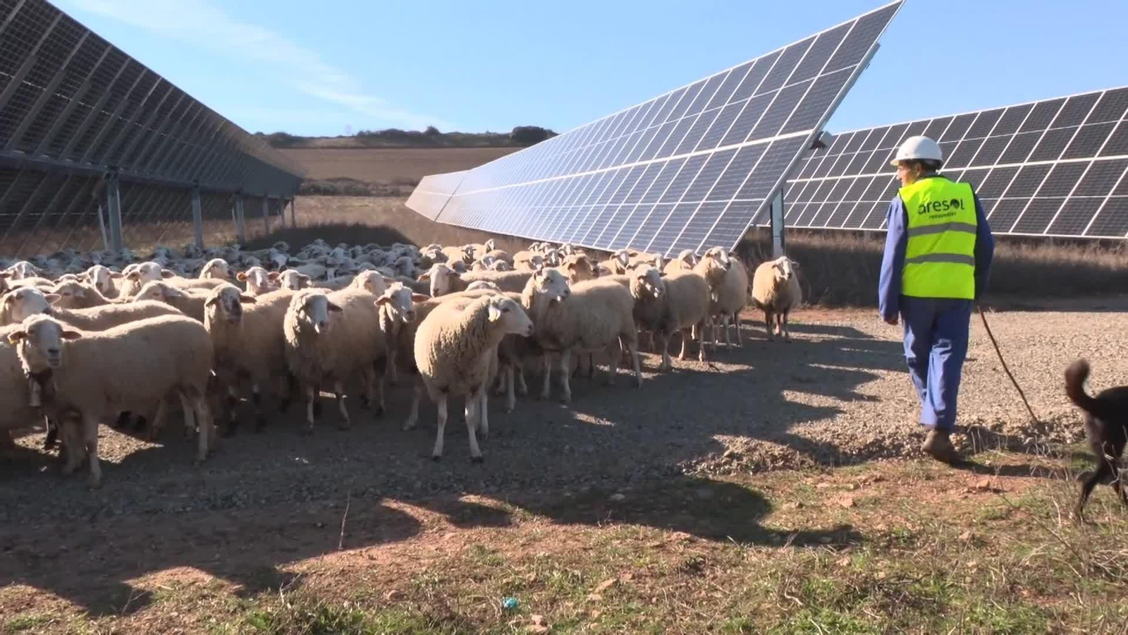 web pastor y paneles solares