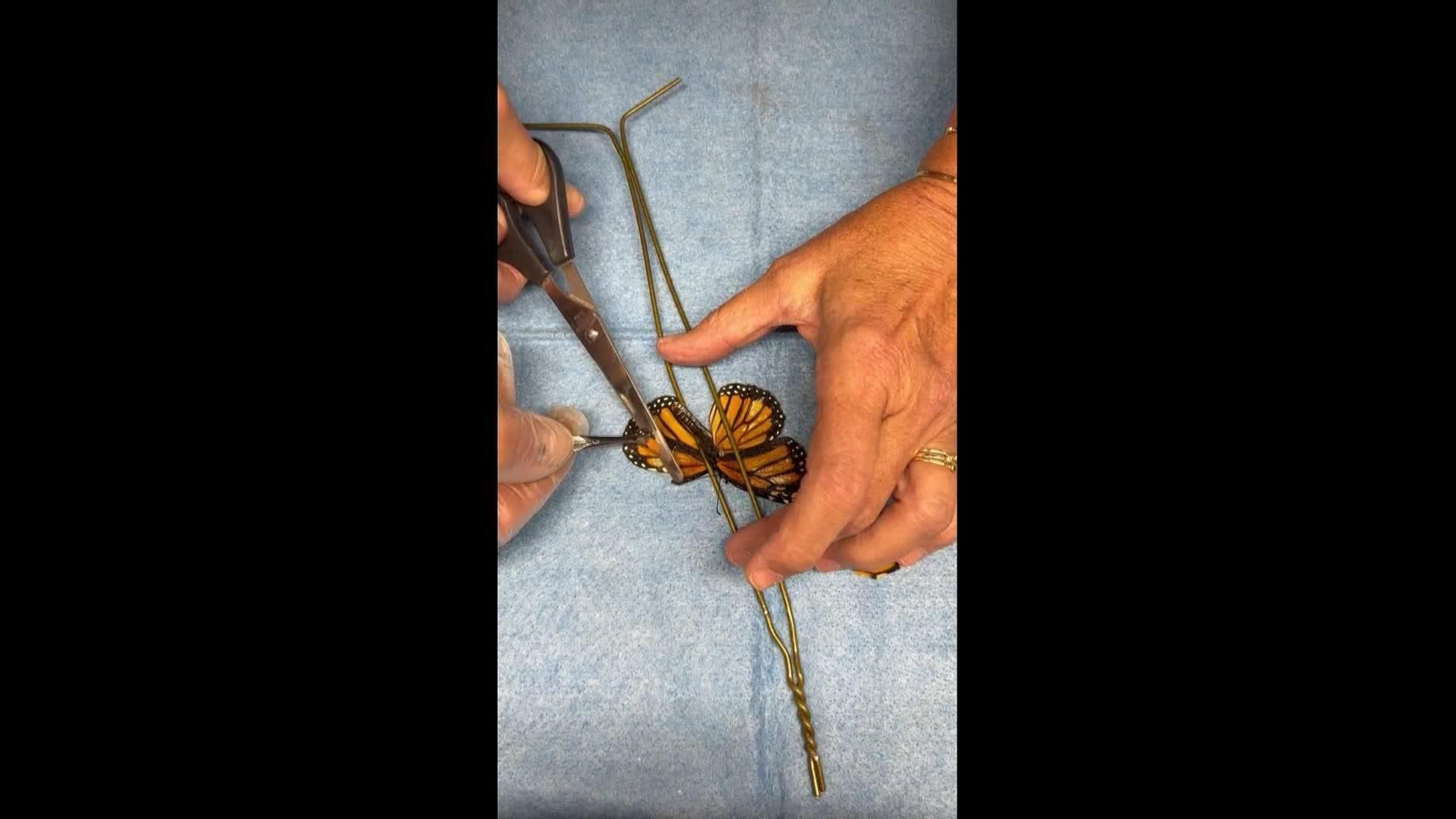 S002-EEUU TRASPLANTE ALA MARIPOSA MONARCA