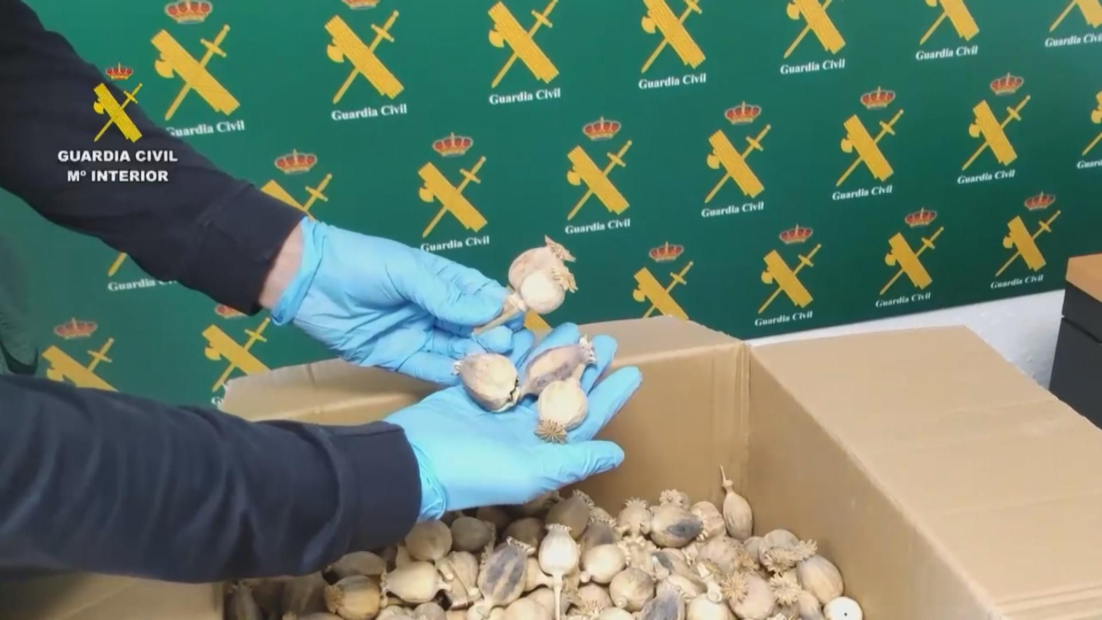 Tres detenidos por robar y enviar adormidera a España y Estados Unidos