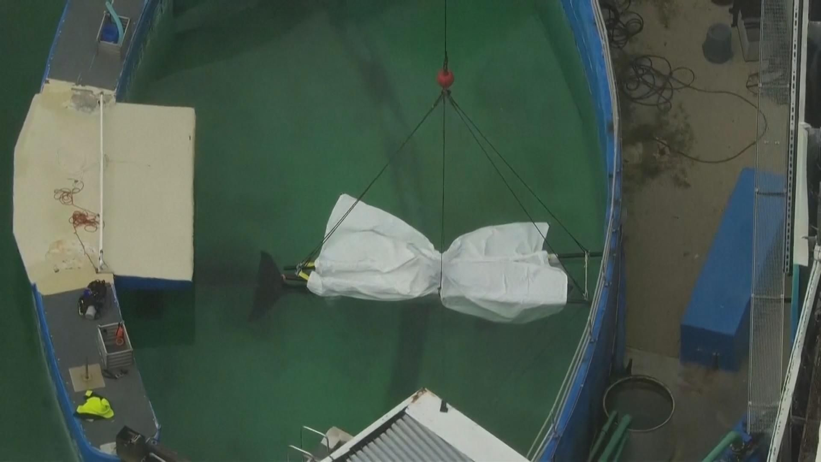 Muere la orca Lolita tras 50 años de cautividad y en mitad de la lucha por liberarla