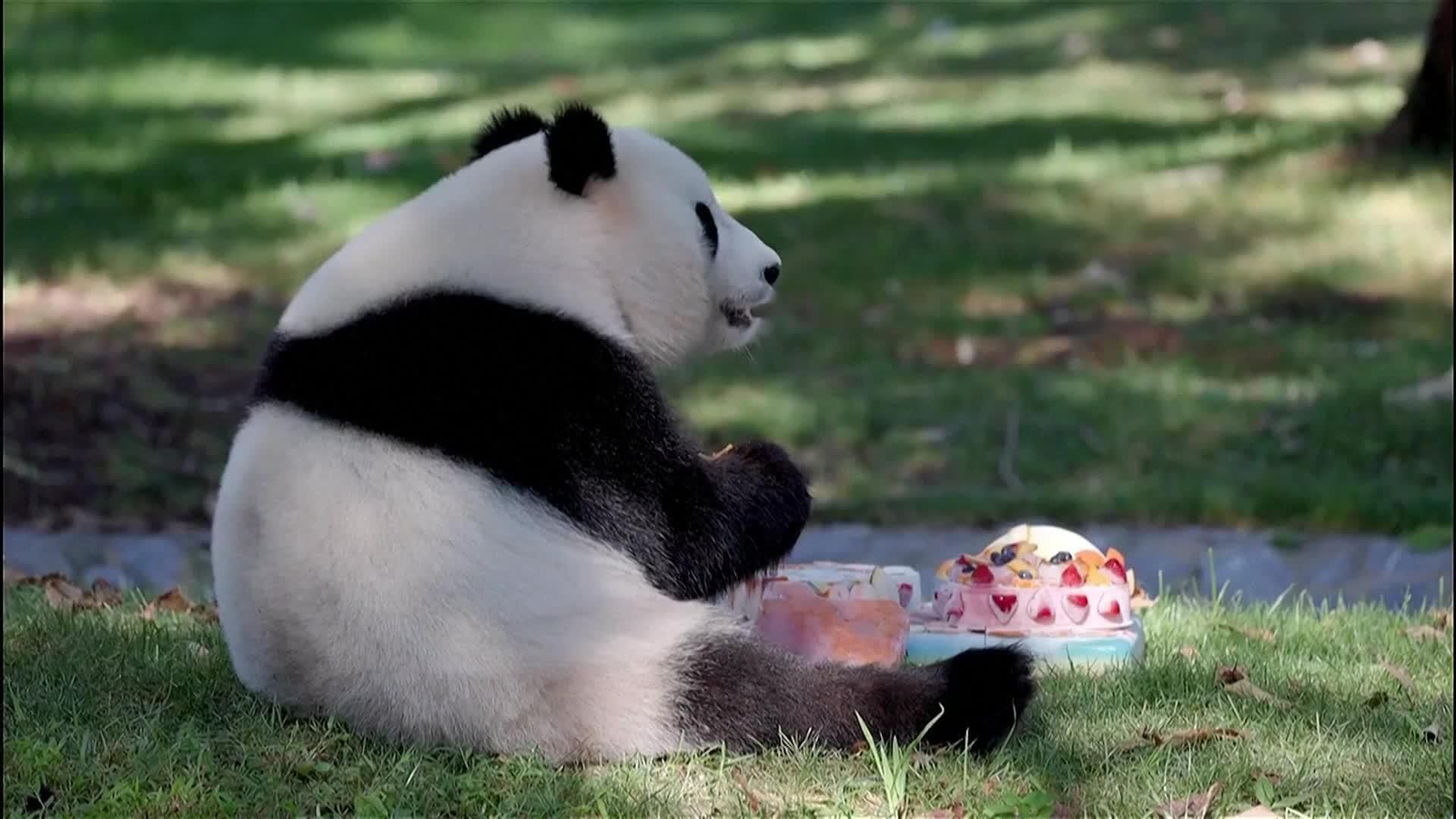 va panda usa cumple 4 años