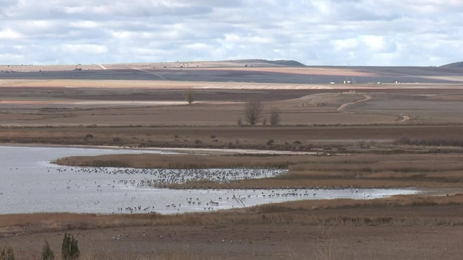 J061-ZARAGOZA HALLAN ZORRO MUERTO GRIPE AVIAR