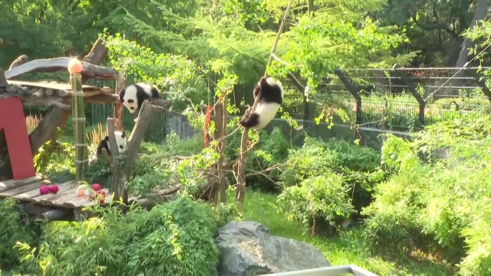 va cumple pandas berlin