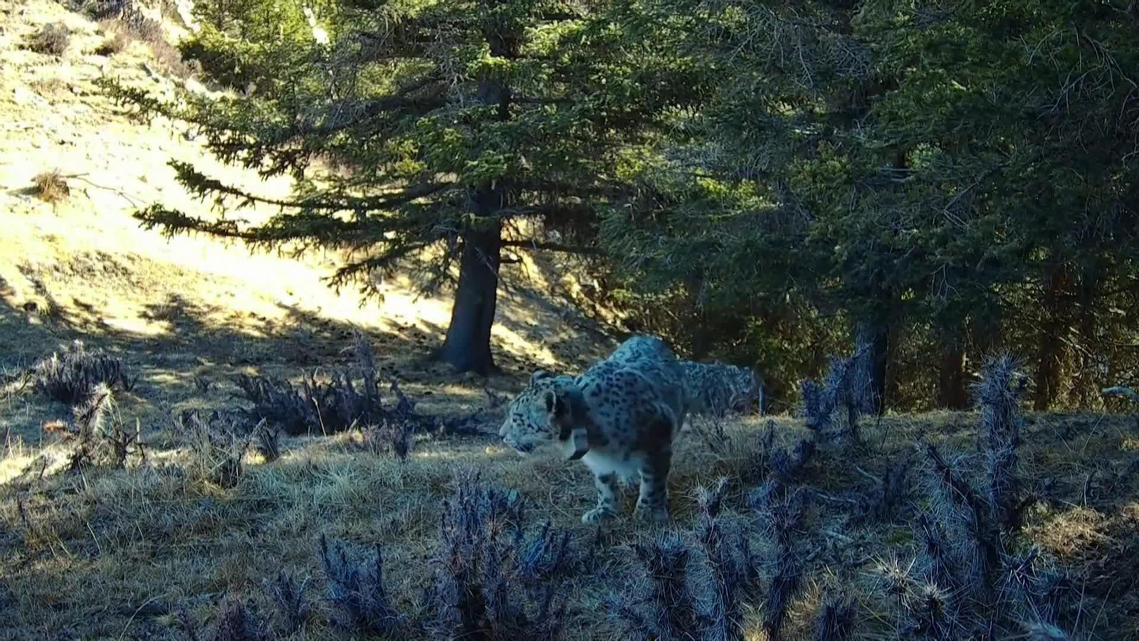 va cria leopardo de las nieves