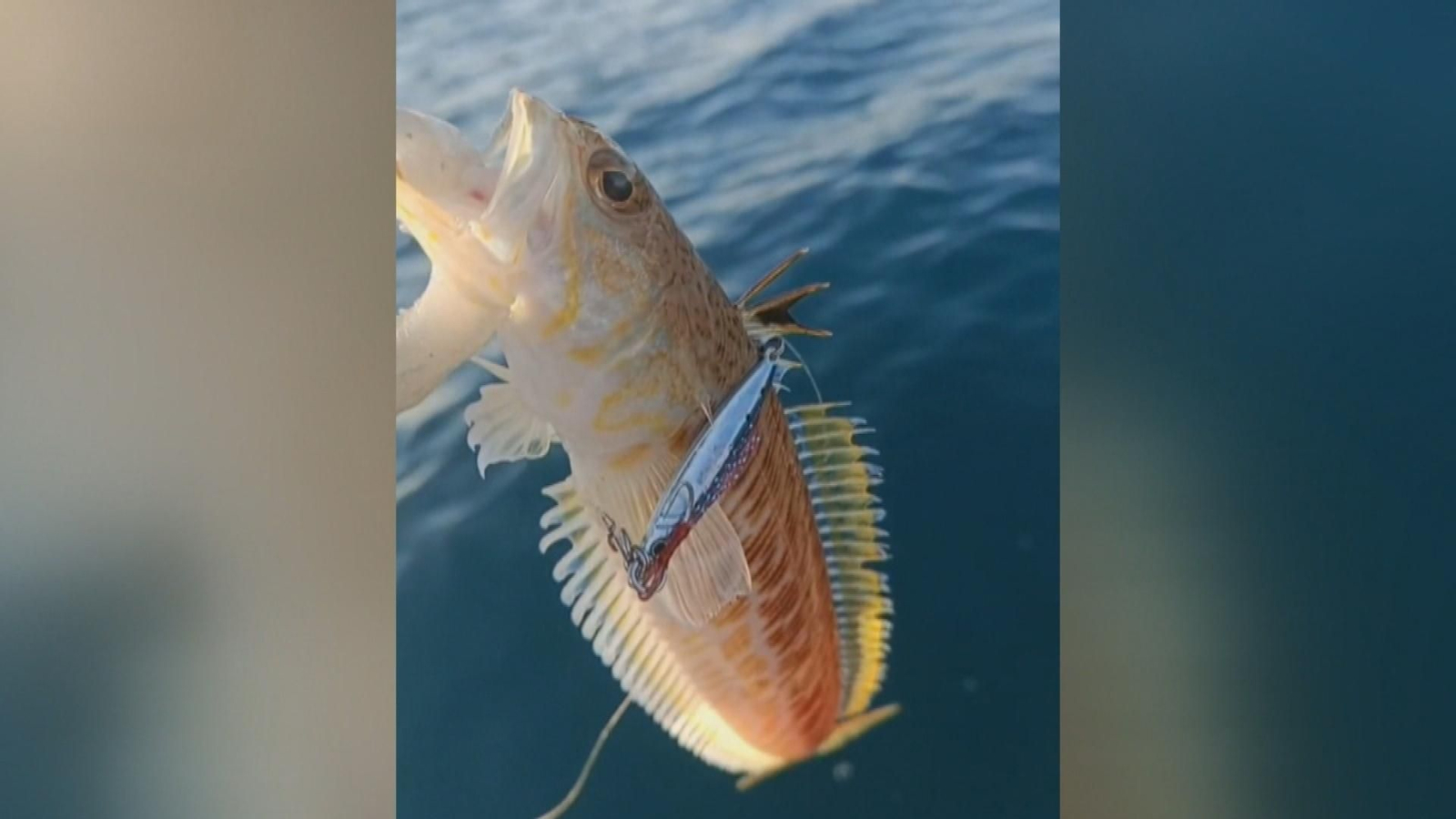 Las fanecas o peces araña roban el protagonismo a las medusas este verano Las fanecas o peces araña roban el protagonismo a las medusas este verano