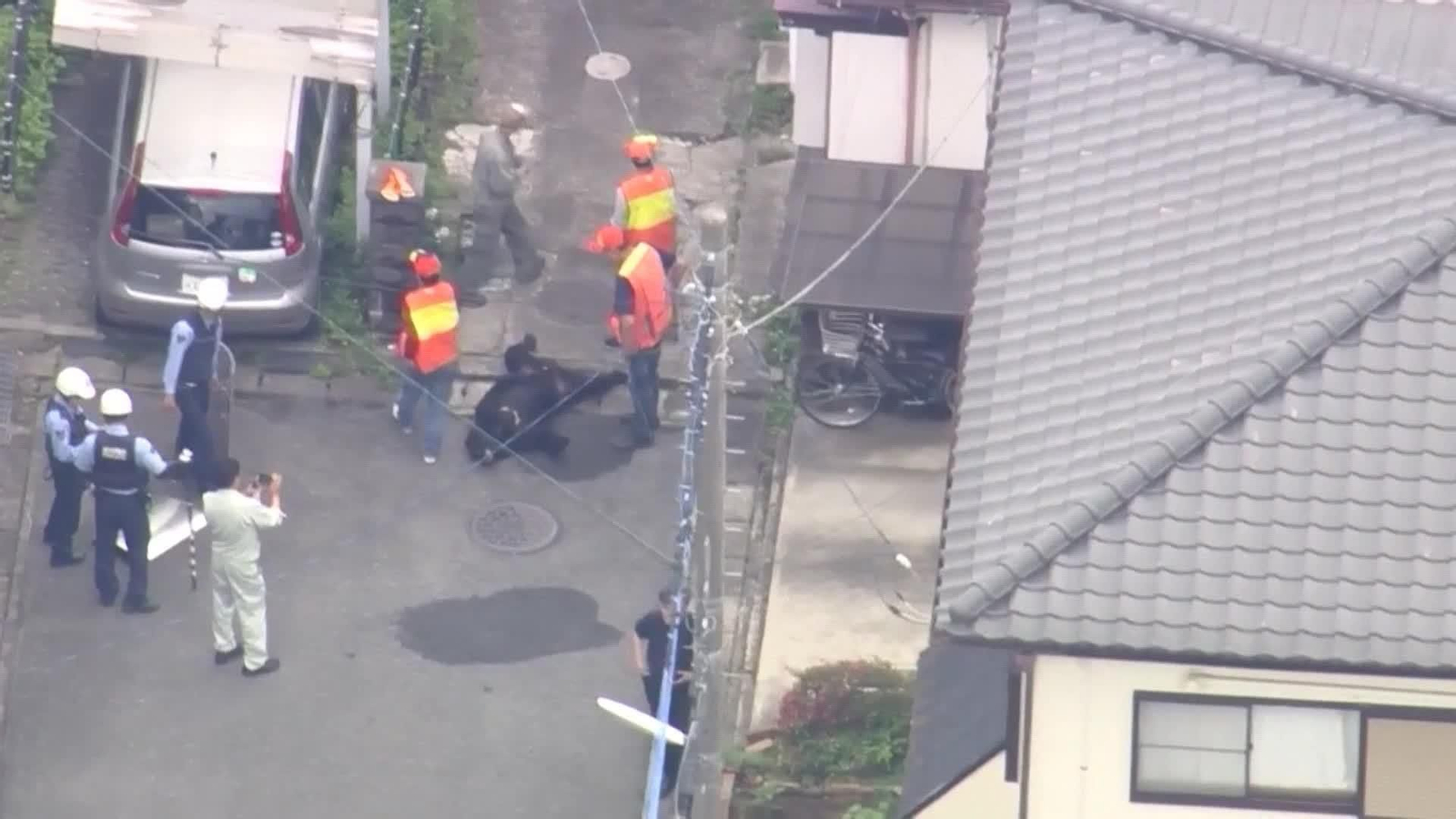 va oso capturado japon