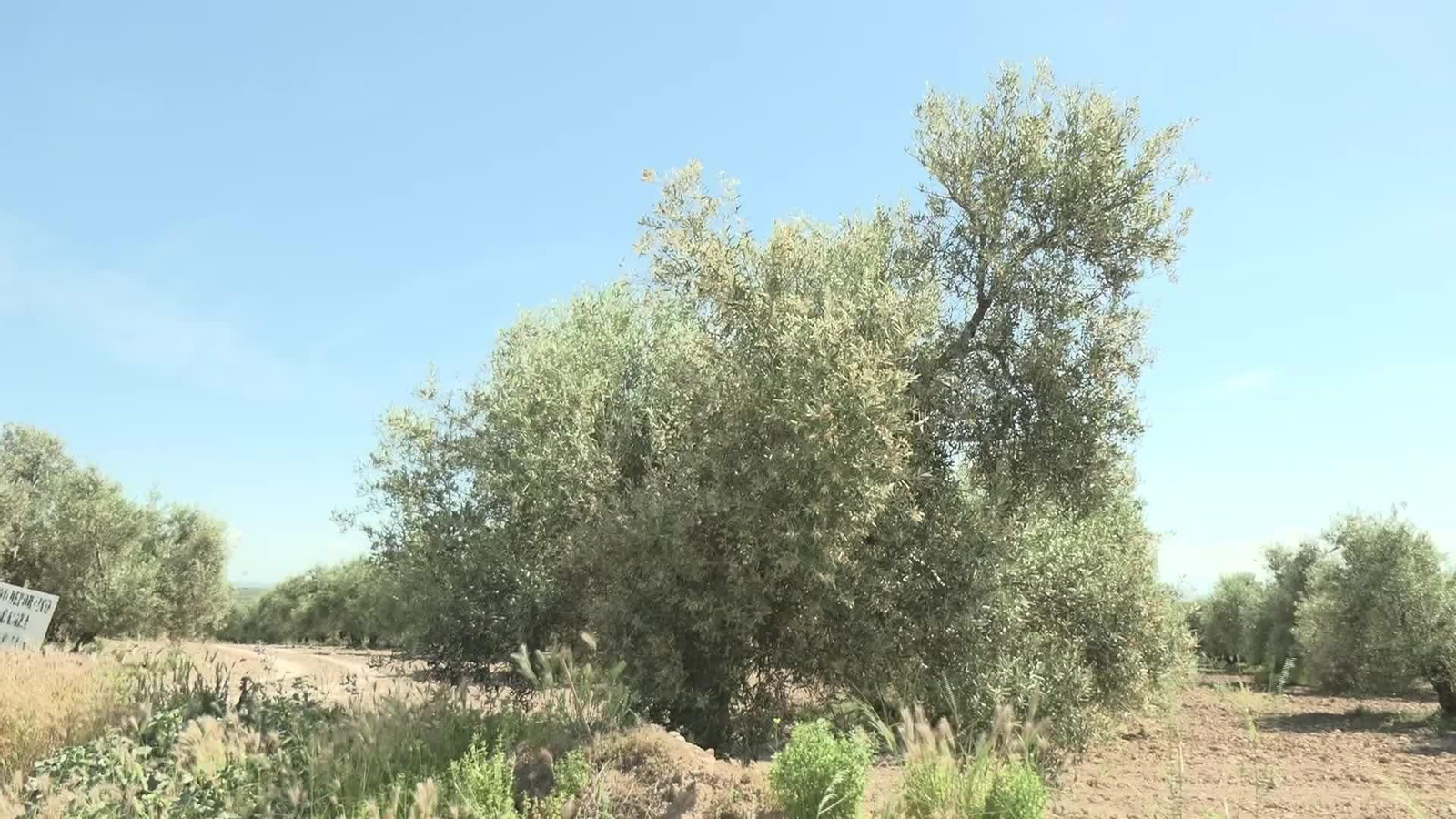 M044-CORDOBA POLEN DEL OLIVO