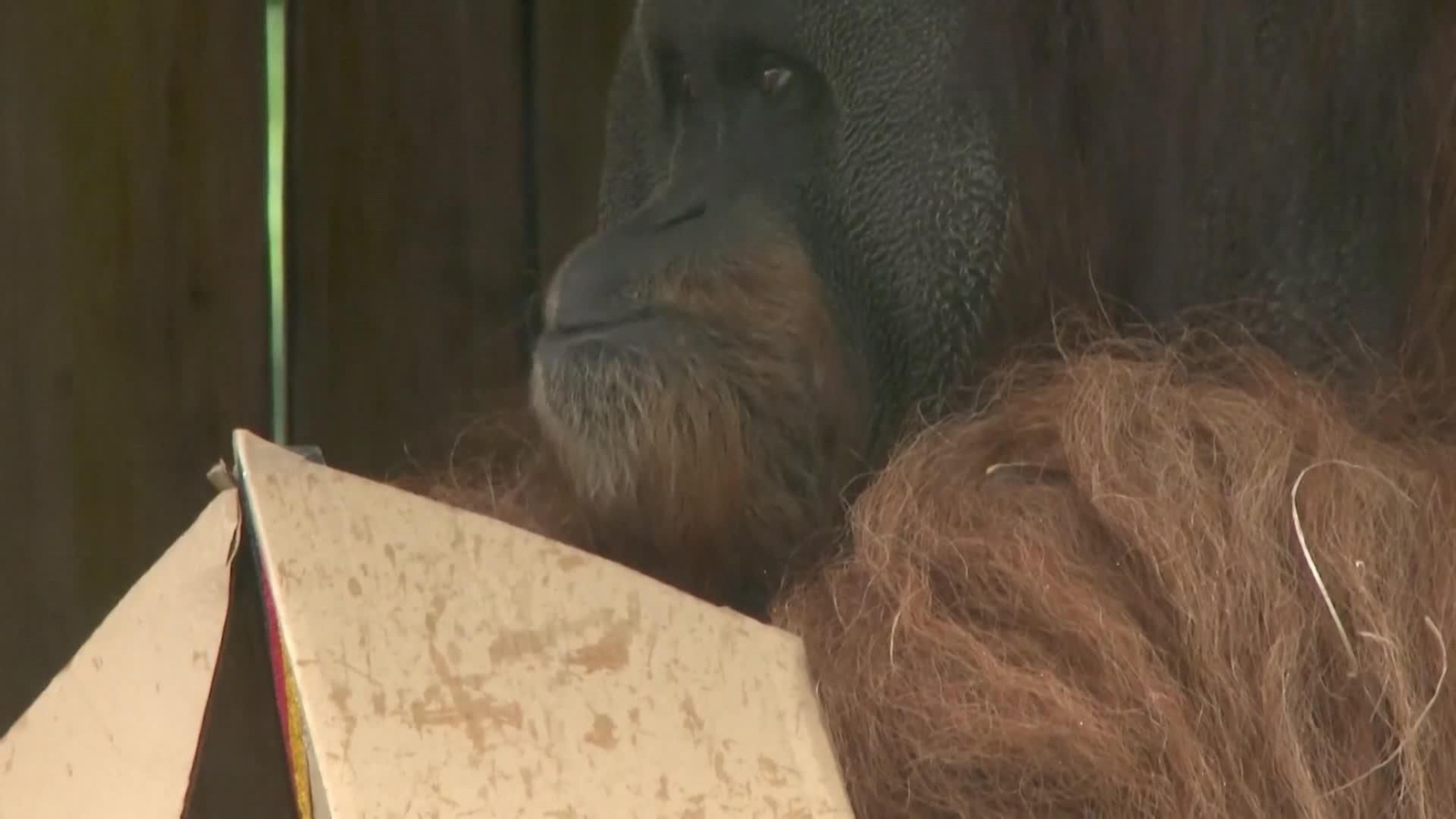 va elefante pronostico alemania