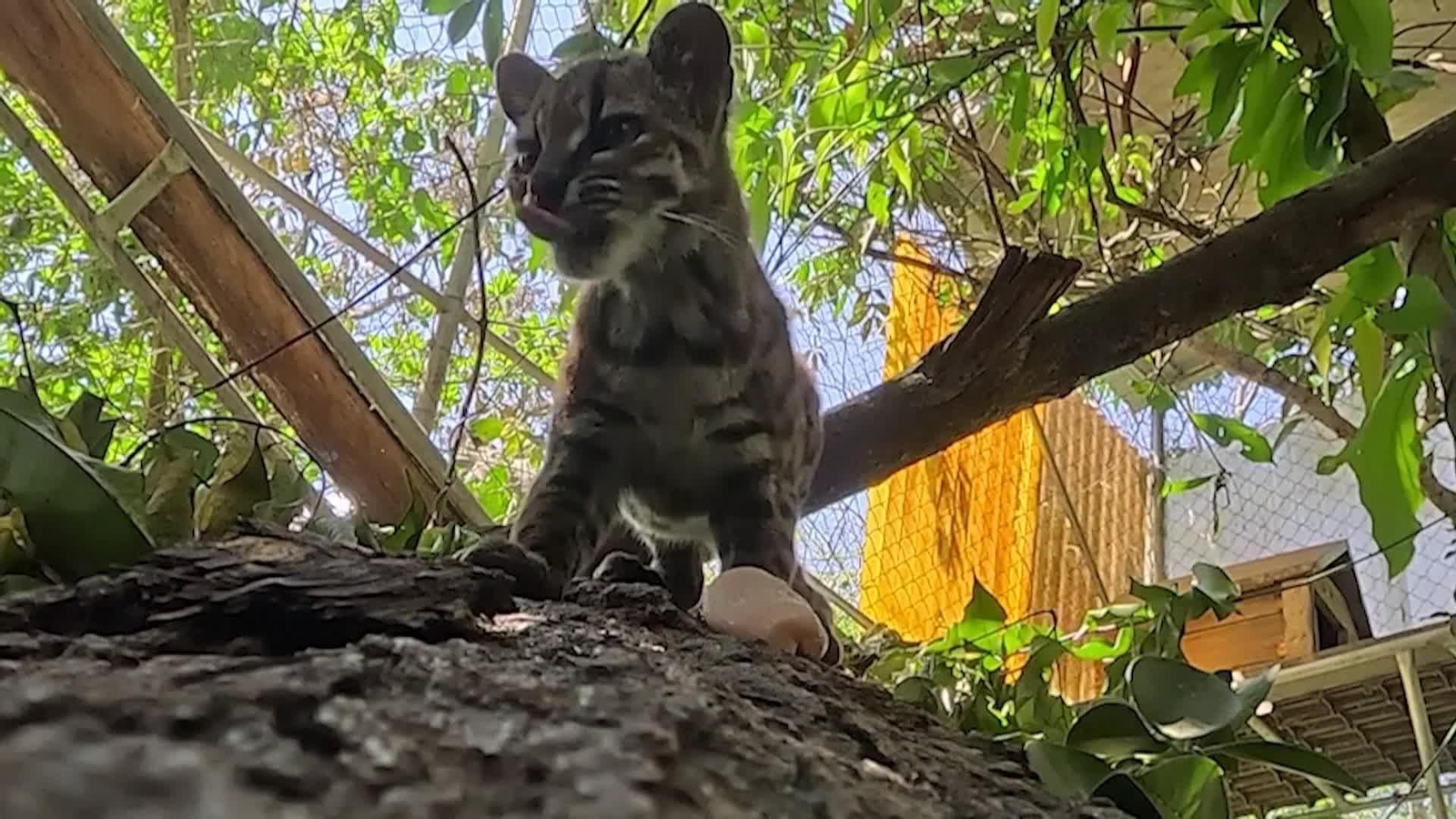 va nuevo felino boliviano