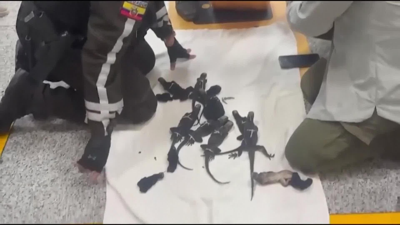 va galapagos en maletas