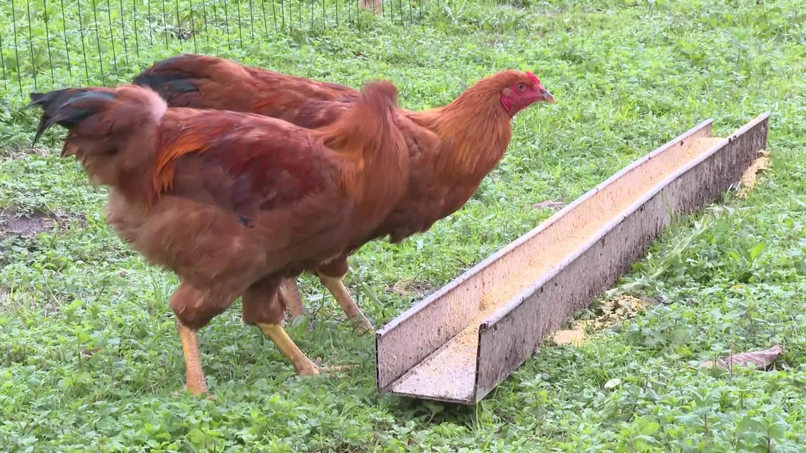 V001-EDI VARIOS GRIPE AVIAR