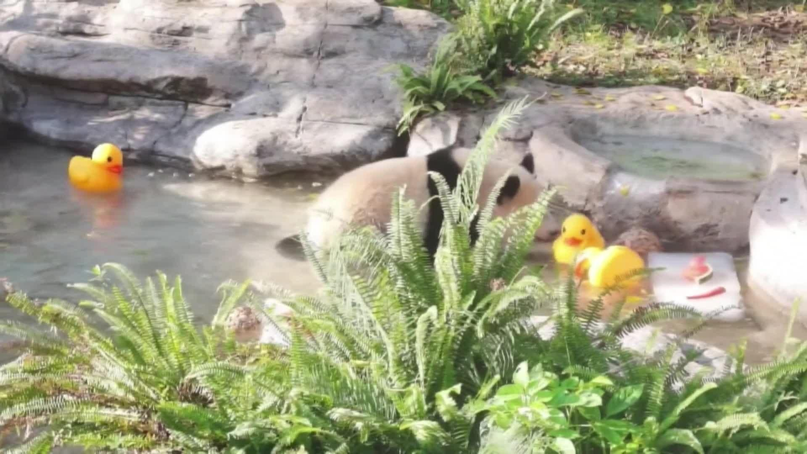va zoo china medidas calor animales