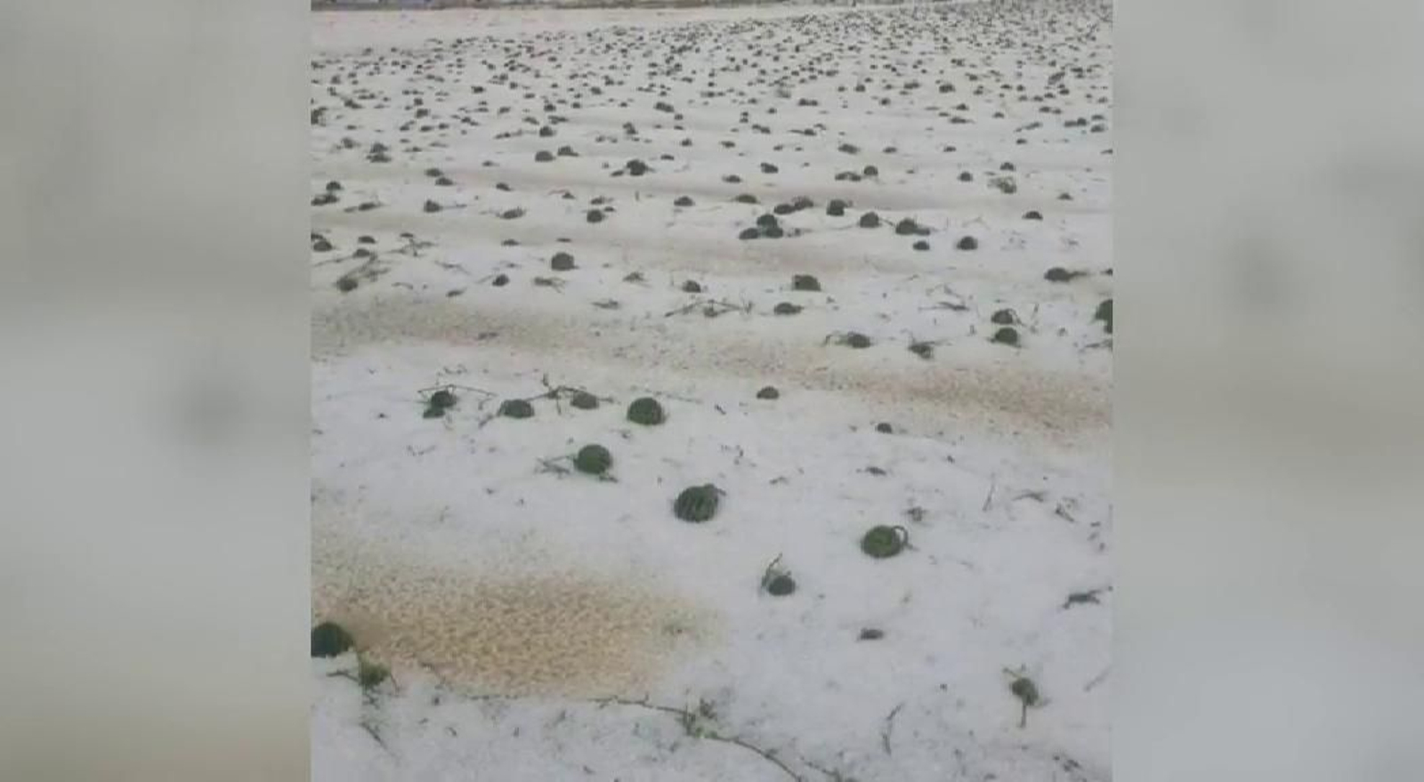 La granizada caída en Lorca arrasa varios cultivos de sandía La granizada caída en Lorca arrasa varios cultivos de sandía
