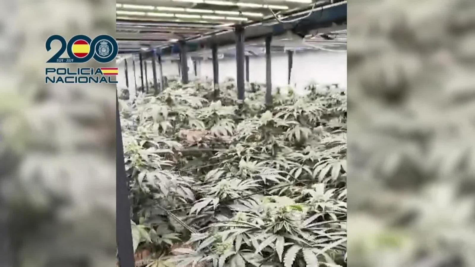 va operacion marihuana indoor