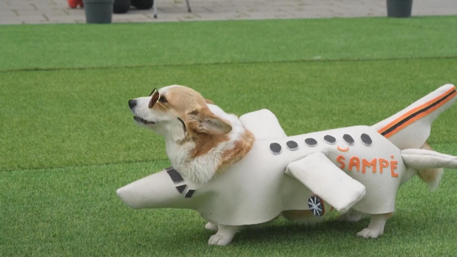 Cientos de corgis exhiben velocidad y elegancia en un multitudinario evento en Lituania