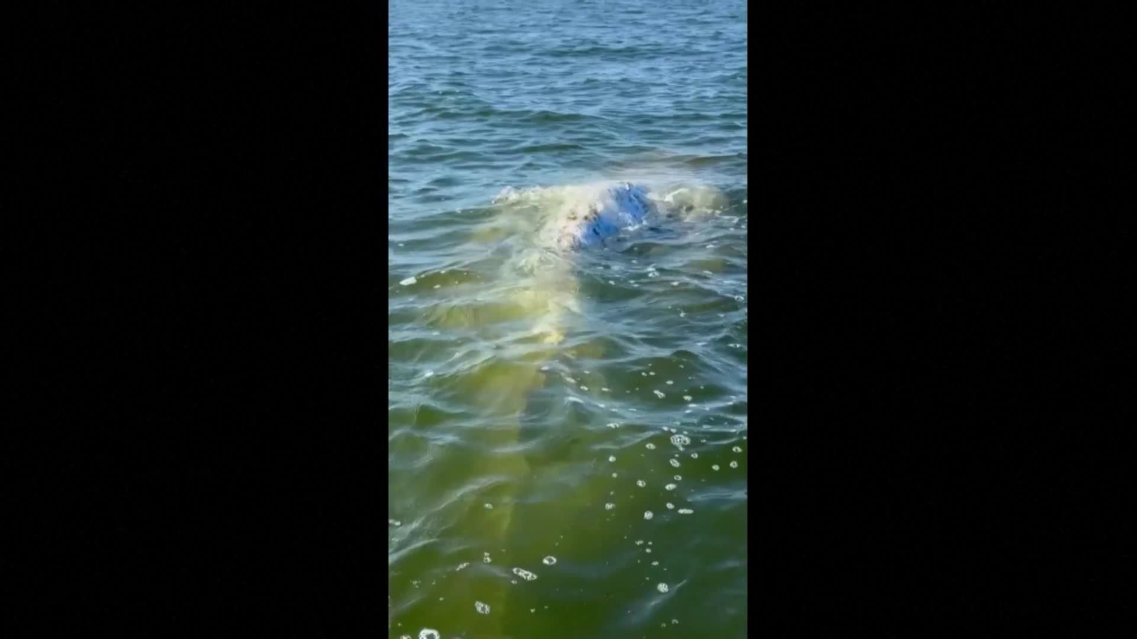 va ballena blanca escoltada