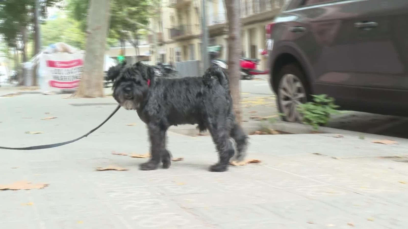 X060-BARCELONA PERROS REYES DE LA CASA