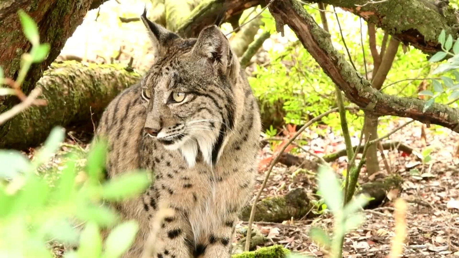 web lince blanco ok web lince blanco ok