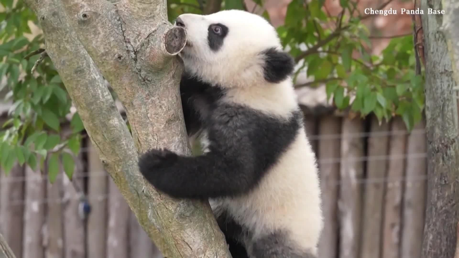 va china nacimiento panda en año nuevo