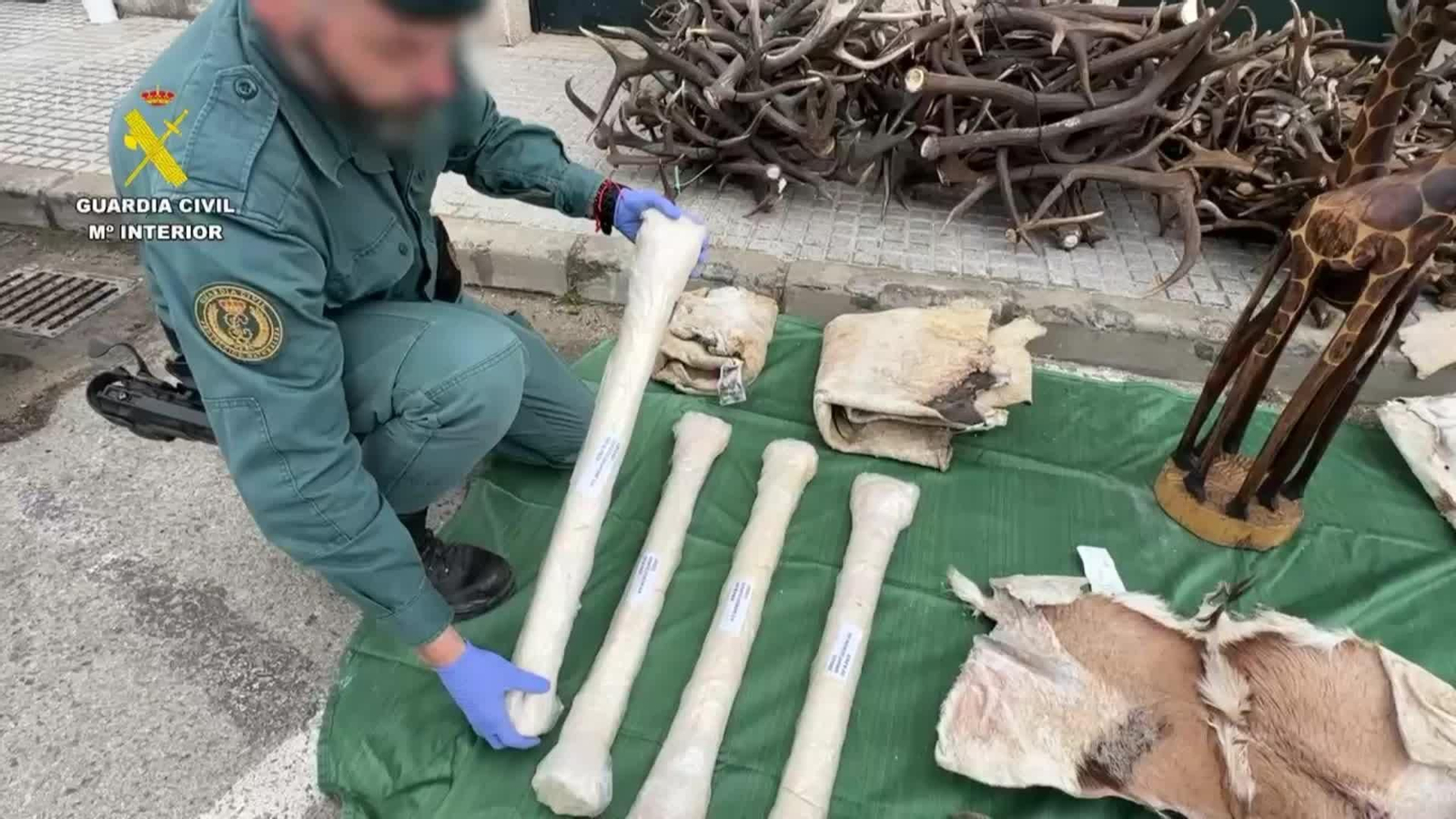 S020-IMAGENES GUARDIA CIVIL CADIZ PIEZAS ANIMALES AFRICA