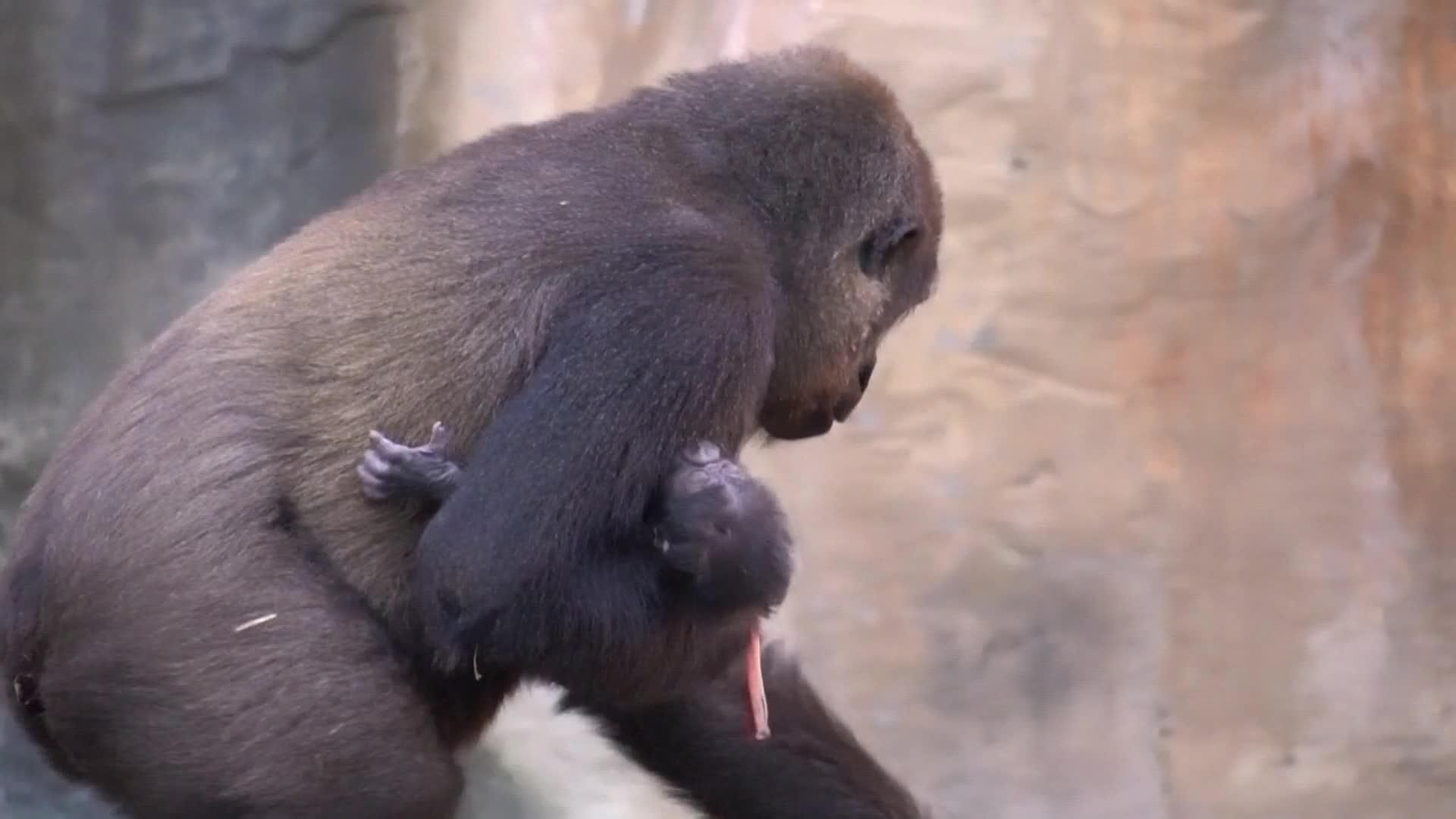 va gorila fuengirola