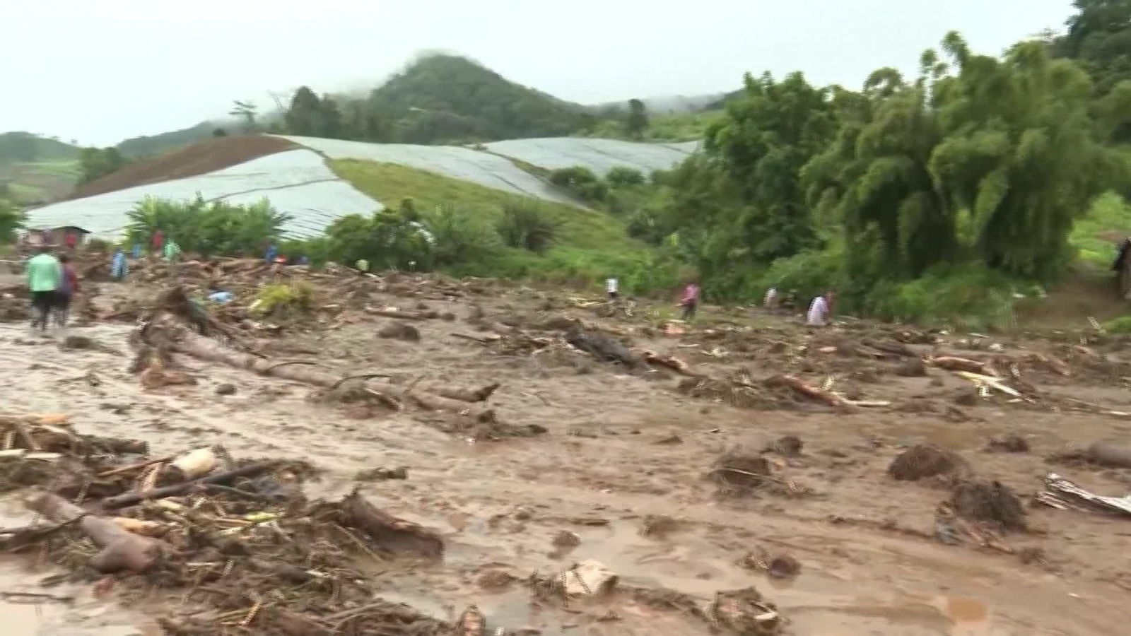 X053-TAILANDIA TIFON KAJIKI