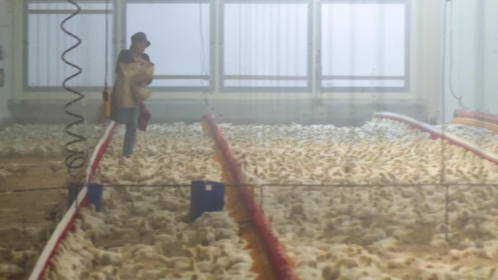 J033-VARIOS CONFINAMIENTO TOTAL GALLINAS