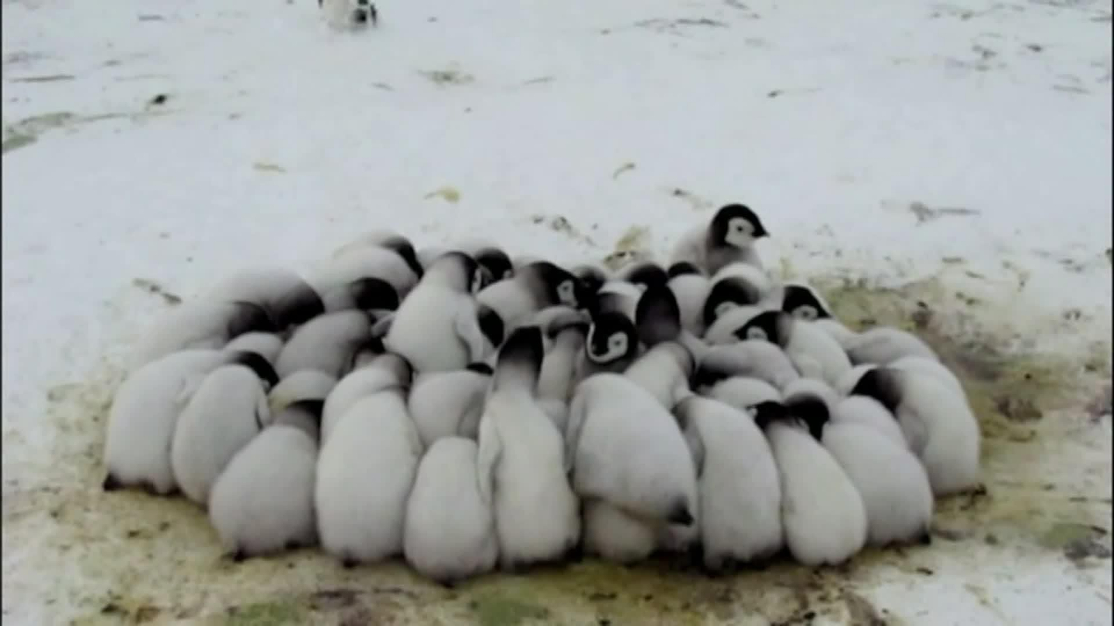 web lobo y pinguinos