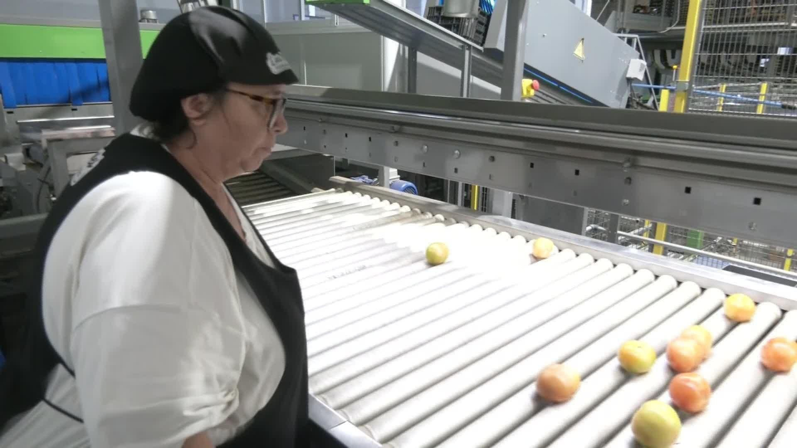 J077-SEVILLA DESCARTE FRUTAS OKOK