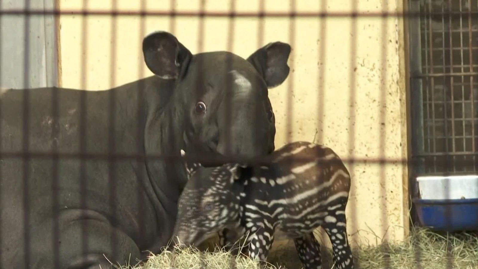 J005-ALEMANIA CACHORRO TAPIR