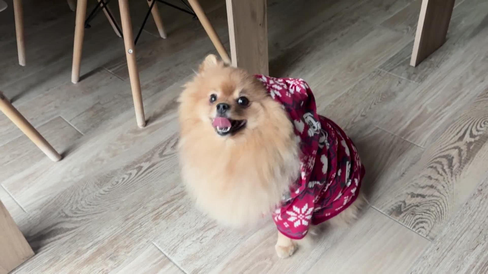 web el negocio de las mascotas