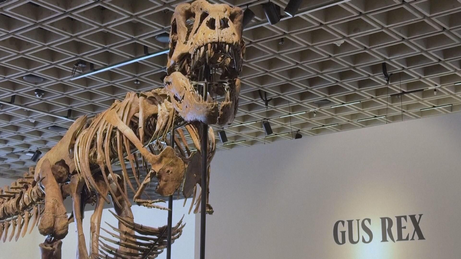 Gus, Tirannosaurus rex