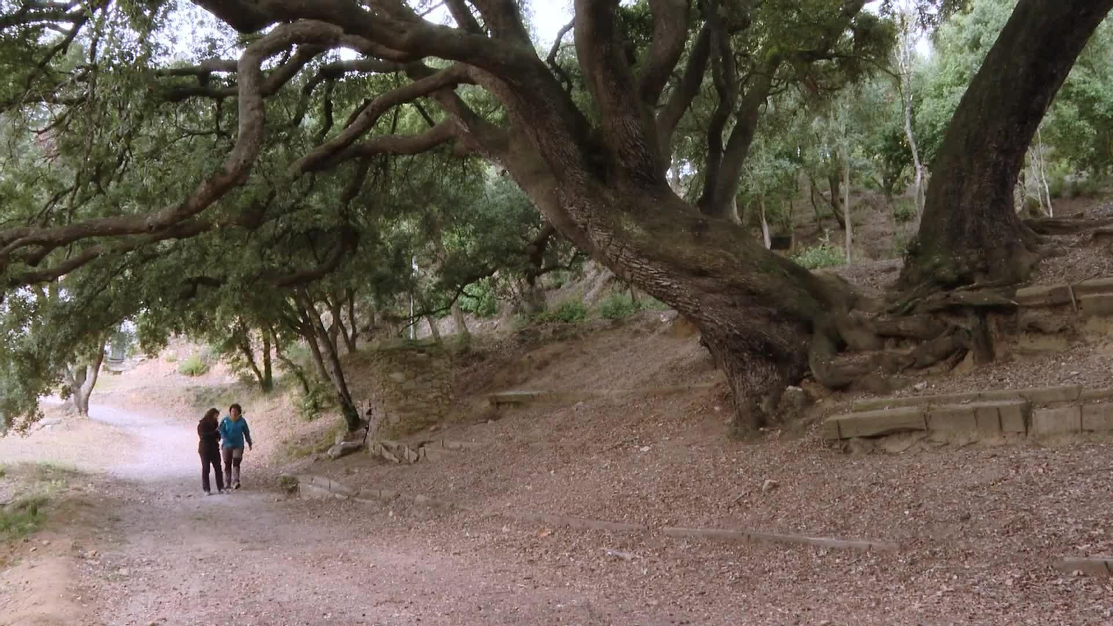 L009-BARCELONA ARBOLES MONUMENTALES