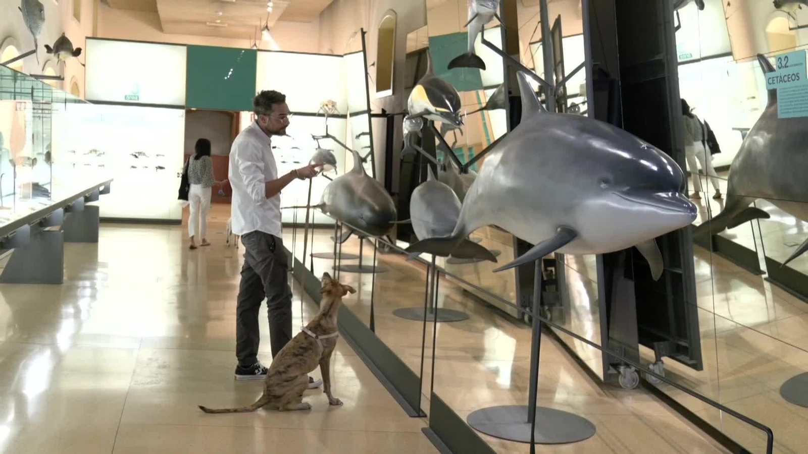 web perros museos