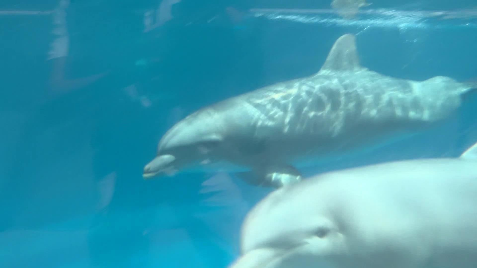 web delfines asustados