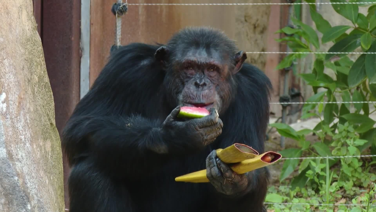 va animales zoo barcelona va animales zoo barcelona
