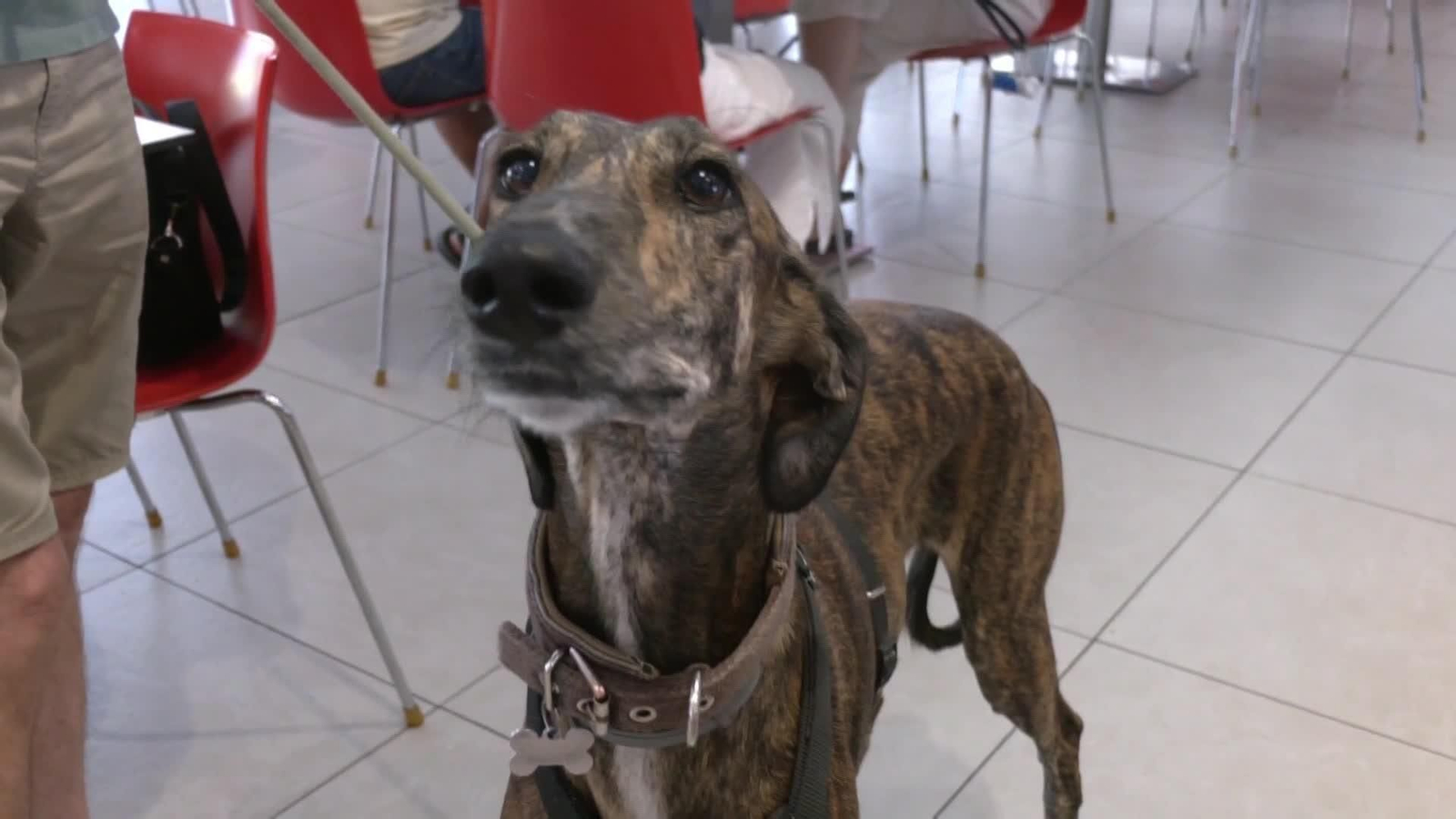 web herencias perrunas