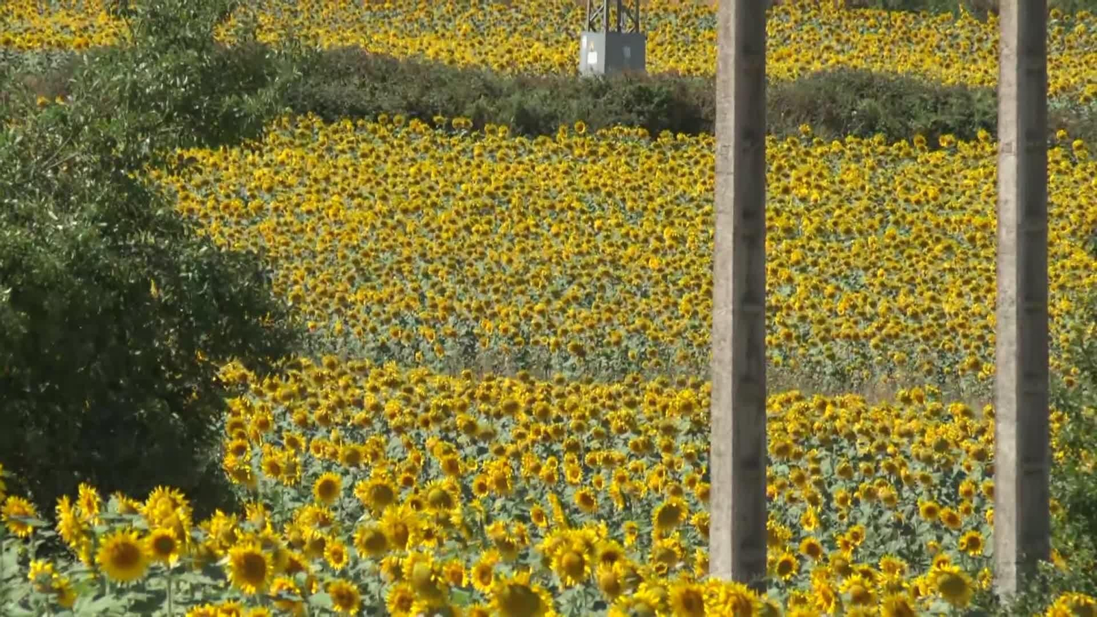 va girasoles briviesca