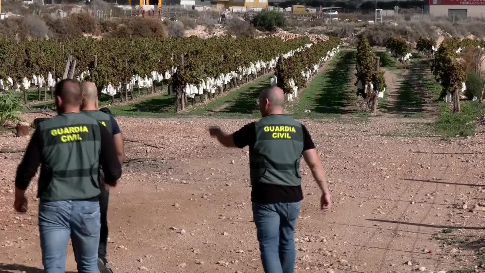 J002-EDI-ALICANTE VIGILANCIA UVAS VINALOPO