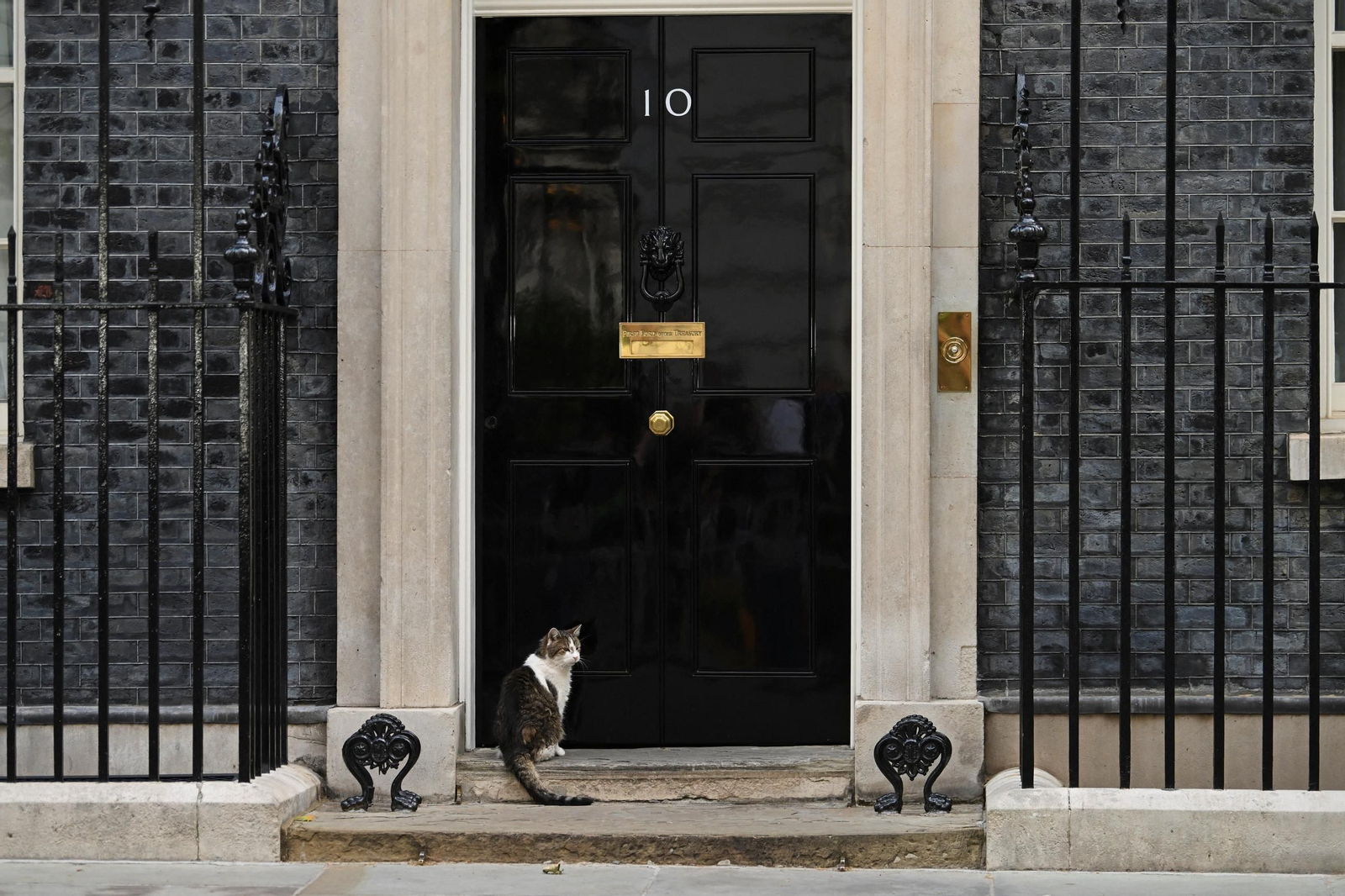 El gato Larry acapara los focos en Downing Street en una jornada clave para Starmer