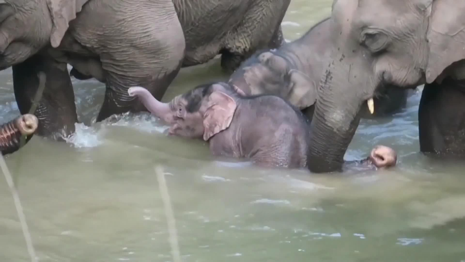 va china record de bebe de elefante mas pesado