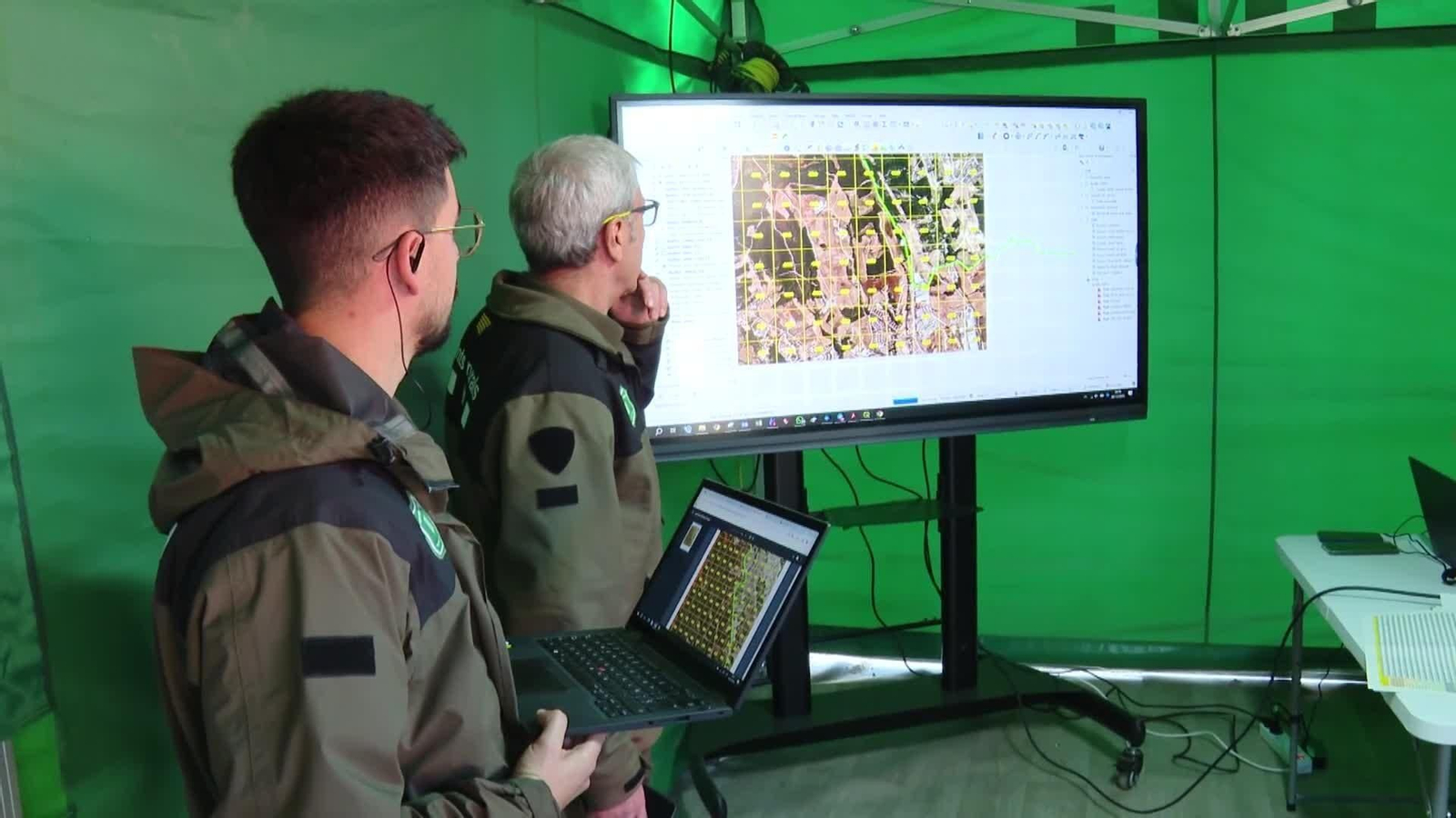 web peste porcina martes