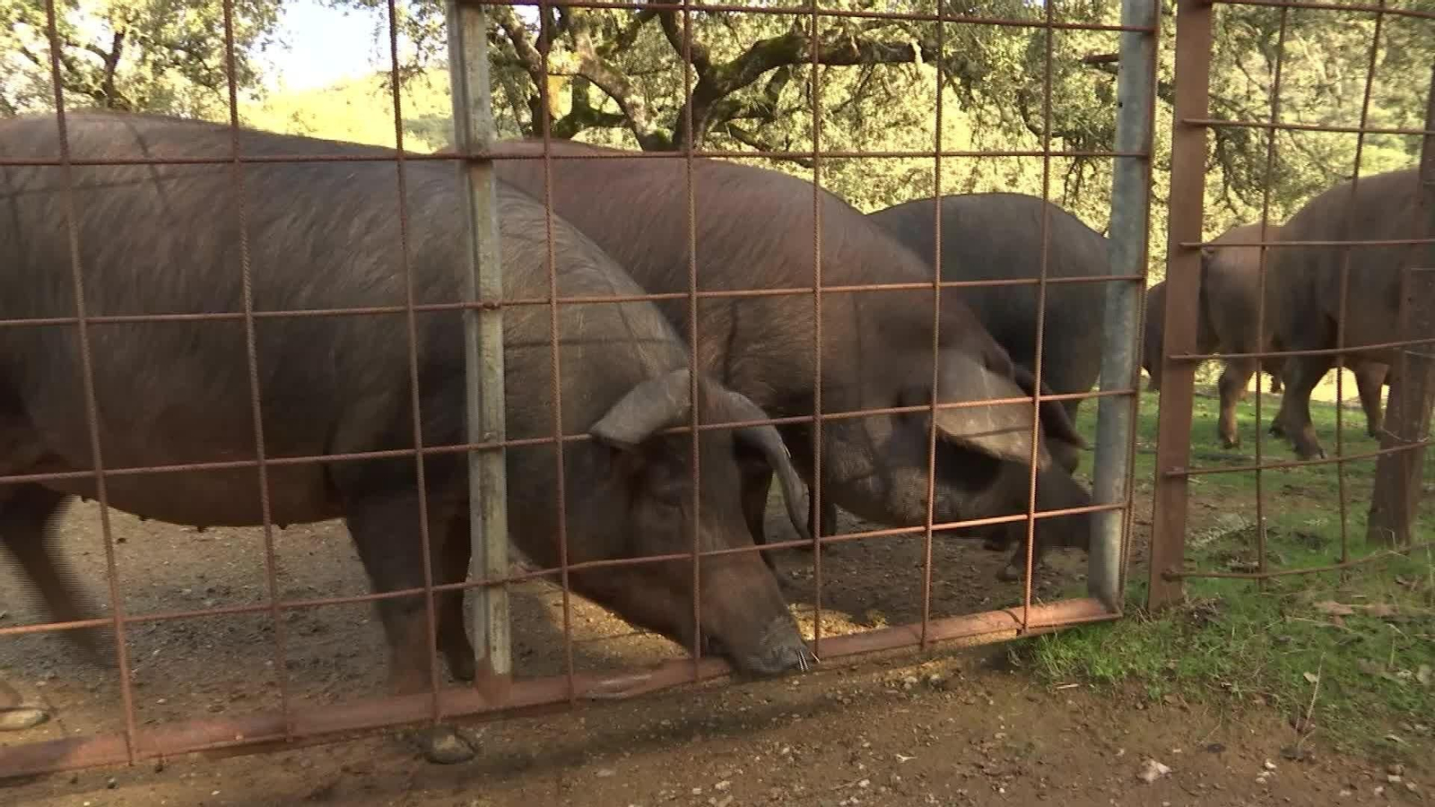 M052-HUELVA SEGURIDAD GRANJAS