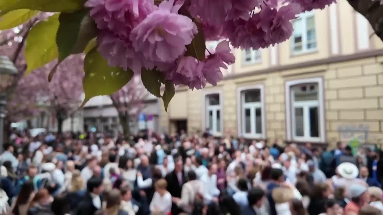 va salsa entre cerezos