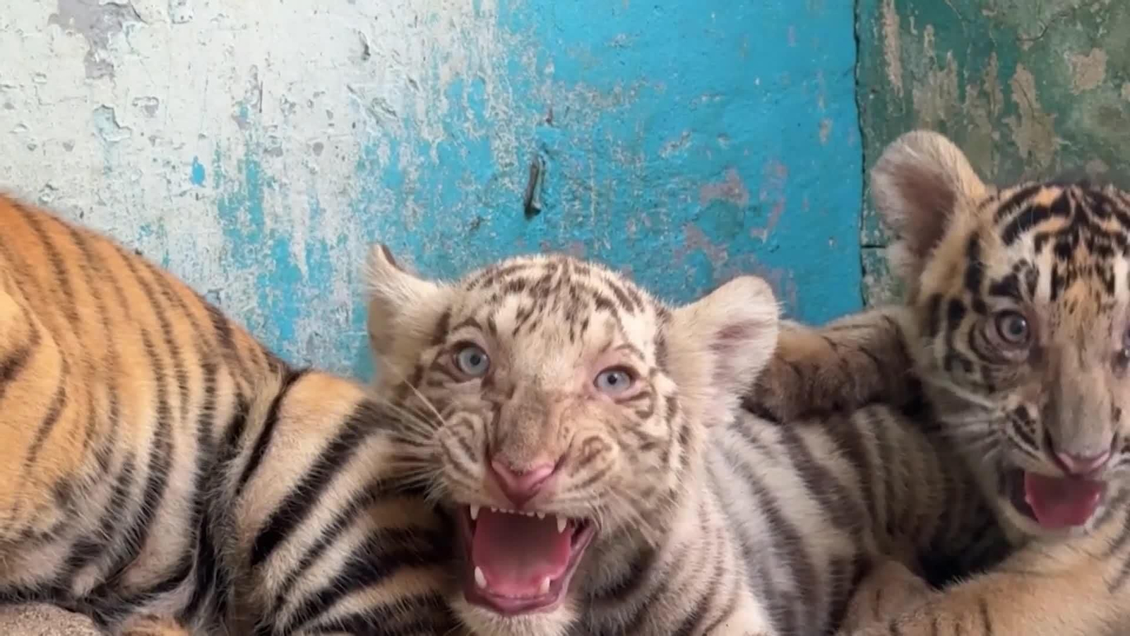 web nacicimiento tigres bengala